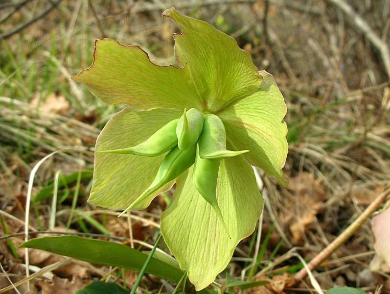 Helleborus niger / Rosa di Natale